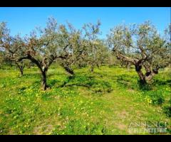 Castelvetrano terreno agricolo con magazzino rura - 10