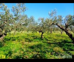 Castelvetrano terreno agricolo con magazzino rura - 11