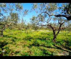 Castelvetrano terreno agricolo con magazzino rura - 12