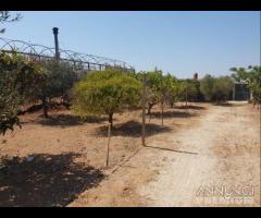 Triscina terreno agricolo con piante di ulivo