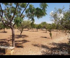 Triscina terreno agricolo con piante di ulivo