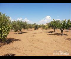 Triscina terreno agricolo con piante di ulivo