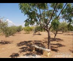 Triscina terreno agricolo con piante di ulivo