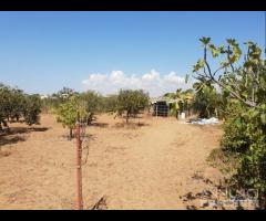 Triscina terreno agricolo con piante di ulivo