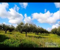 Castelvetrano Azienda Agricola di 7,5 ettari c.c - 8