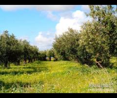 Castelvetrano Azienda Agricola di 7,5 ettari c.c - 9