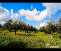 Castelvetrano Azienda Agricola di 7,5 ettari c.c - 10