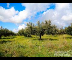 Castelvetrano Azienda Agricola di 7,5 ettari c.c - 11