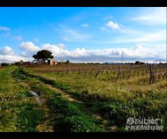 Castelvetrano Azienda Agricola di 7,5 ettari c.c - 13