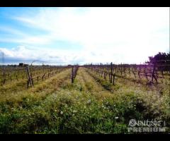 Castelvetrano Azienda Agricola di 7,5 ettari c.c - 14