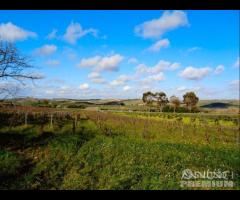 Castelvetrano Azienda Agricola di 7,5 ettari c.c - 15