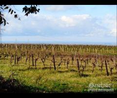 Castelvetrano Azienda Agricola di 7,5 ettari c.c - 16