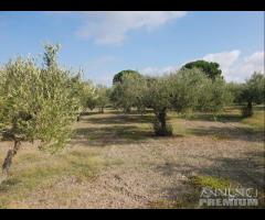 Castelvetrano terreno 10000 mq circa con magazzino