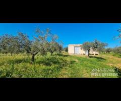 Castelvetrano terreno agricolo 20000 mq con magazz