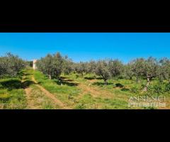 Castelvetrano terreno agricolo 20000 mq con magazz - 10