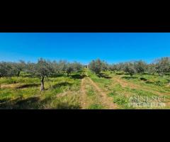 Castelvetrano terreno agricolo 20000 mq con magazz - 13