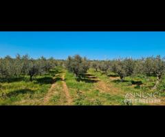 Castelvetrano terreno agricolo 20000 mq con magazz - 15