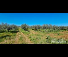 Castelvetrano terreno agricolo 20000 mq con magazz - 16