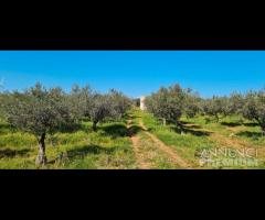 Castelvetrano terreno agricolo 20000 mq con magazz - 17