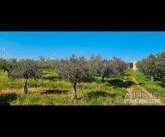 Castelvetrano terreno agricolo 20000 mq con magazz - 18