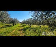 Castelvetrano terreno agricolo 20000 mq con magazz - 19