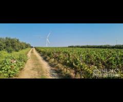 Azienda agricola con uliveto e vigneto di 10 etta - 6