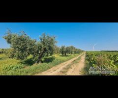 Azienda agricola con uliveto e vigneto di 10 etta - 7