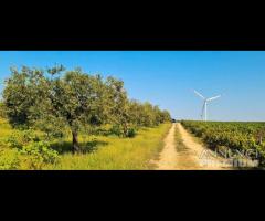 Azienda agricola con uliveto e vigneto di 10 etta - 8