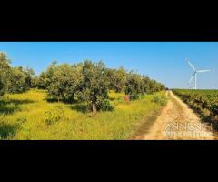 Azienda agricola con uliveto e vigneto di 10 etta - 11