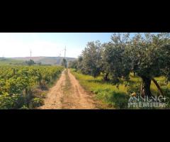 Azienda agricola con uliveto e vigneto di 10 etta - 12