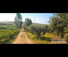 Azienda agricola con uliveto e vigneto di 10 etta - 19