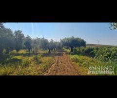 Azienda agricola con uliveto e vigneto di 10 etta - 23