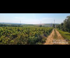 Azienda agricola con uliveto e vigneto di 10 etta - 25