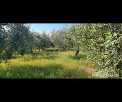 Azienda agricola con uliveto e vigneto di 10 etta - 27