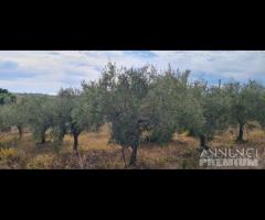 Selinunte terreno agricolo con piante di ulivo