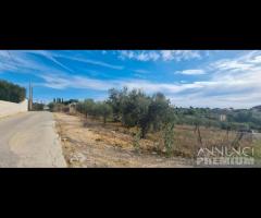 Selinunte terreno agricolo con piante di ulivo