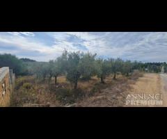 Selinunte terreno agricolo con piante di ulivo