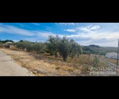 Selinunte terreno agricolo con piante di ulivo