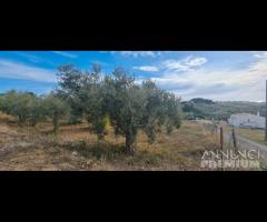 Selinunte terreno agricolo con piante di ulivo - 7