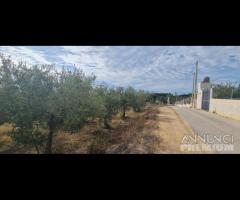 Selinunte terreno agricolo con piante di ulivo - 8