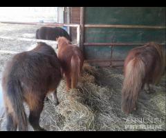 Asini / Pony Vari Chippati (Serve Codice Stalla)