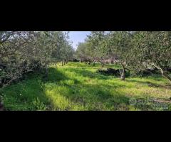 Terreno agricolo parz. edifi San Giovanni la punta - 12