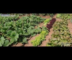 Lotti agricoli per orto a Chiaravalle