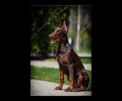 Dobermann Marroni Cuccioli Prima's Bari