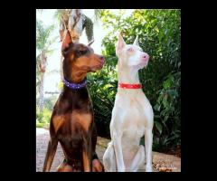 Dobermann Marroni Cuccioli Prima's Bari