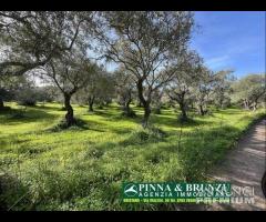 Oristano  Silì - ULIVETO 1.000 piante