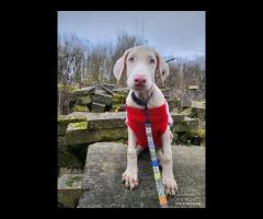 Dobermann Bianco Cucciolo Maschio