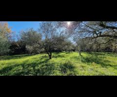 Terreno con rustico a Castiglione di Sicilia