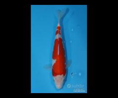 Kohaku carpa koi Femmina 2 anni 45cm