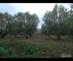 TERRENO EDIFICABILE RURALE VILLA S G TUSCIA VT